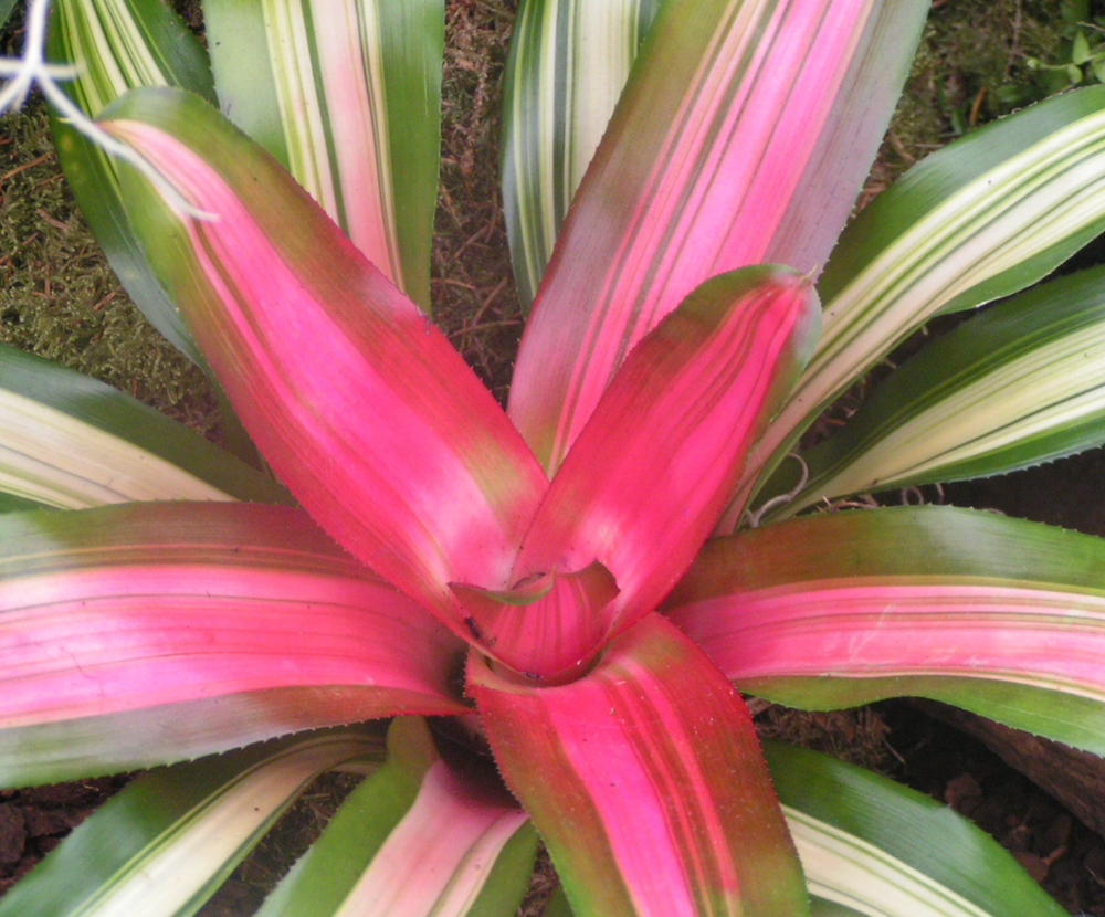 Neoregelia 'Fancy'