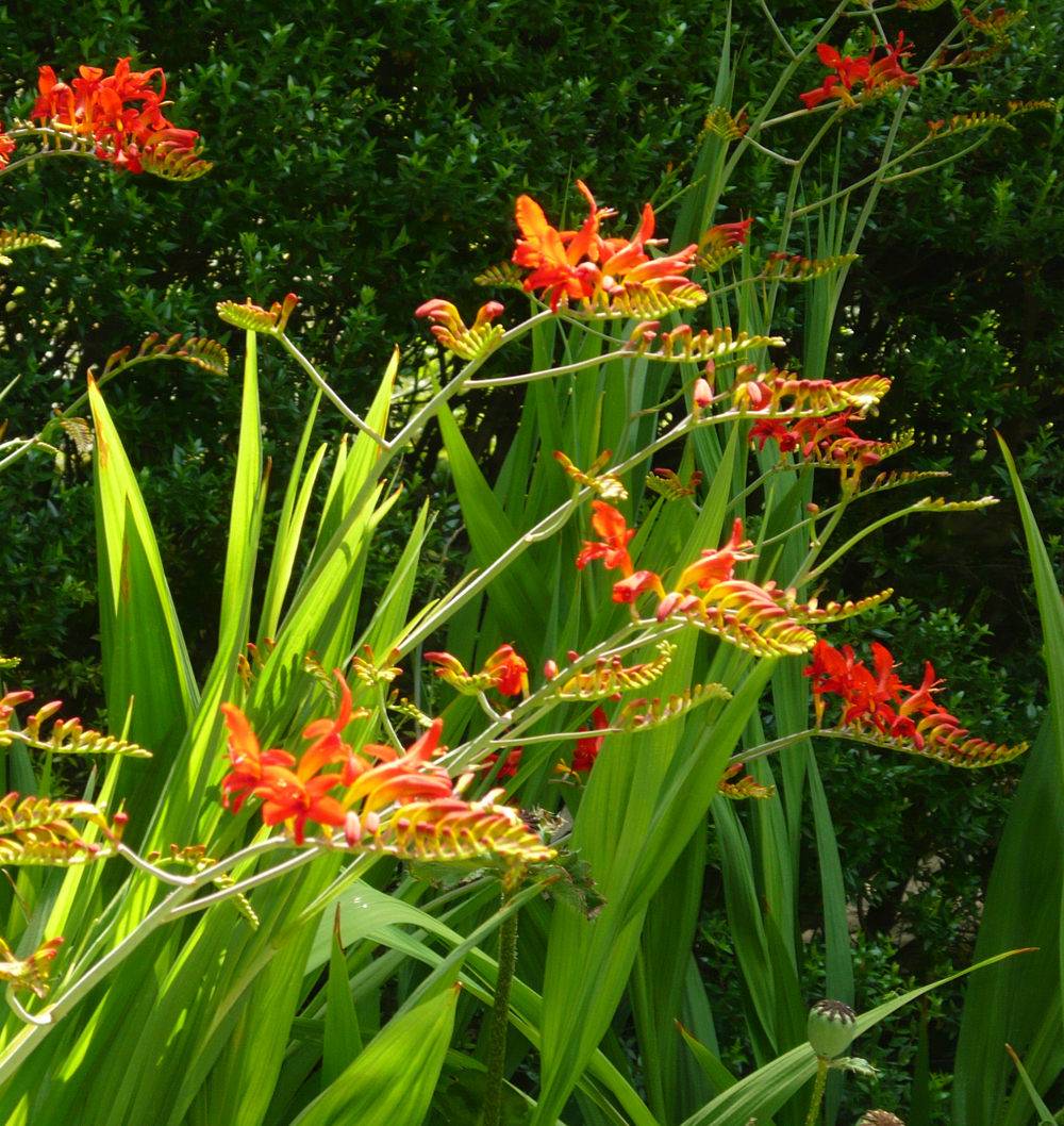 Crocosmia 'Lucifer'