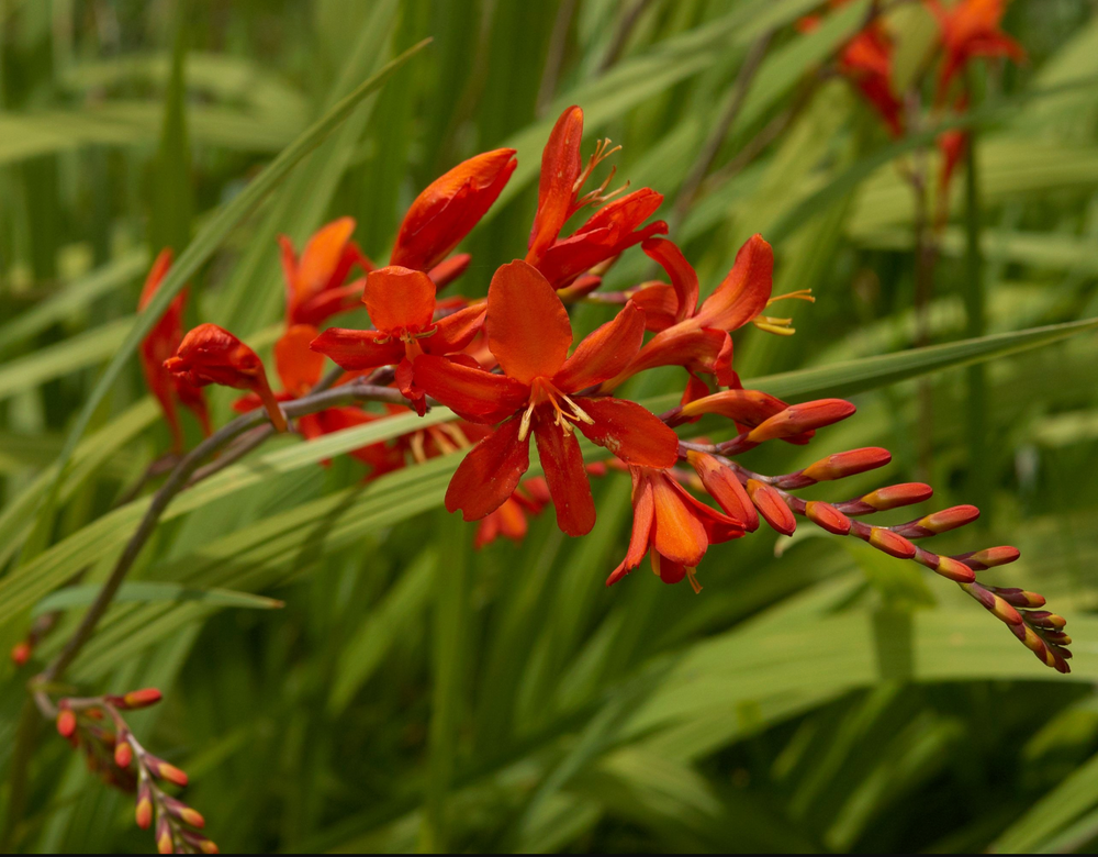 Crocosmia 'Lucifer'