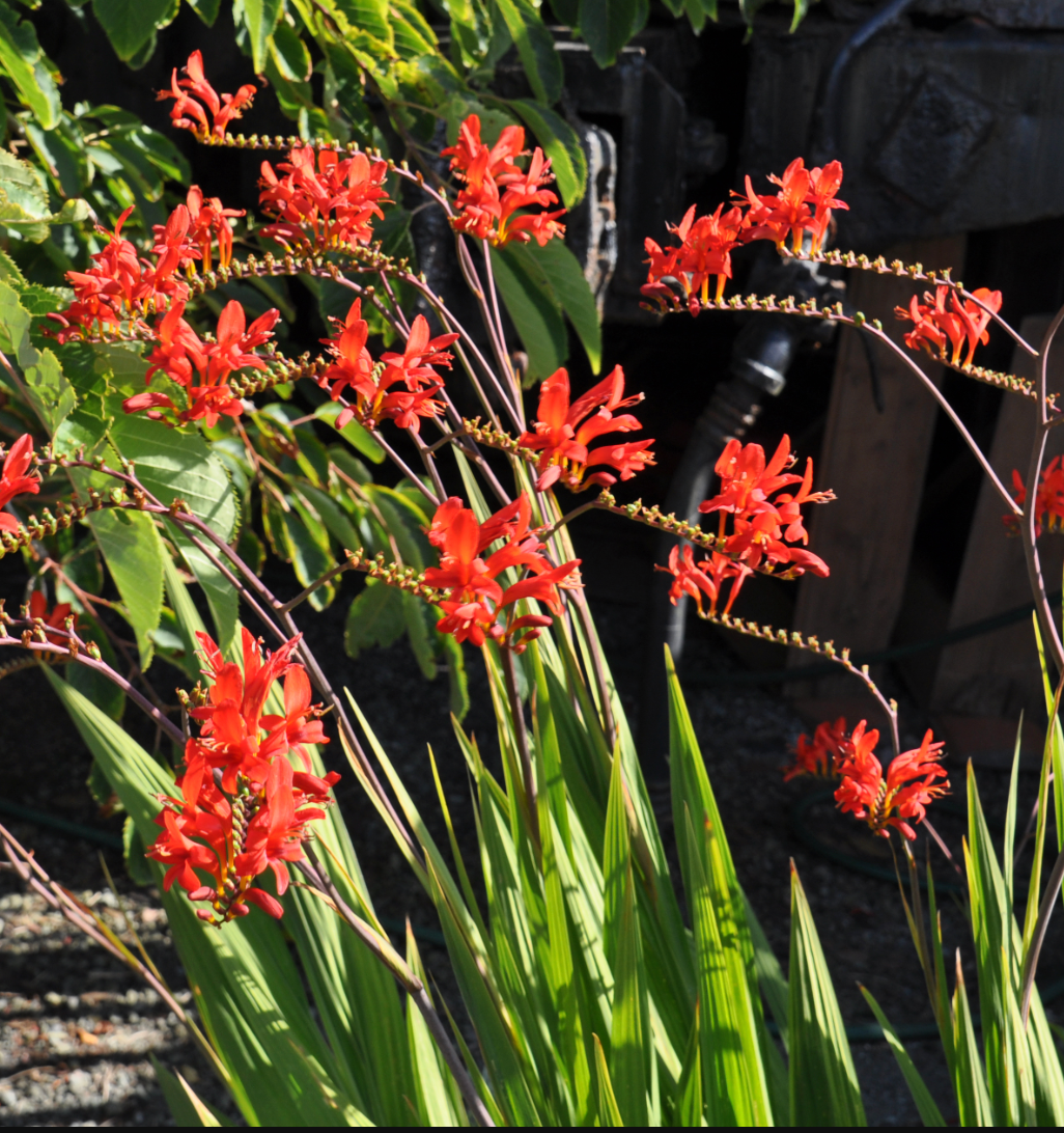 Crocosmia 'Lucifer'