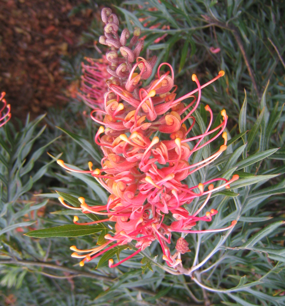 Grevillea 'Superb'