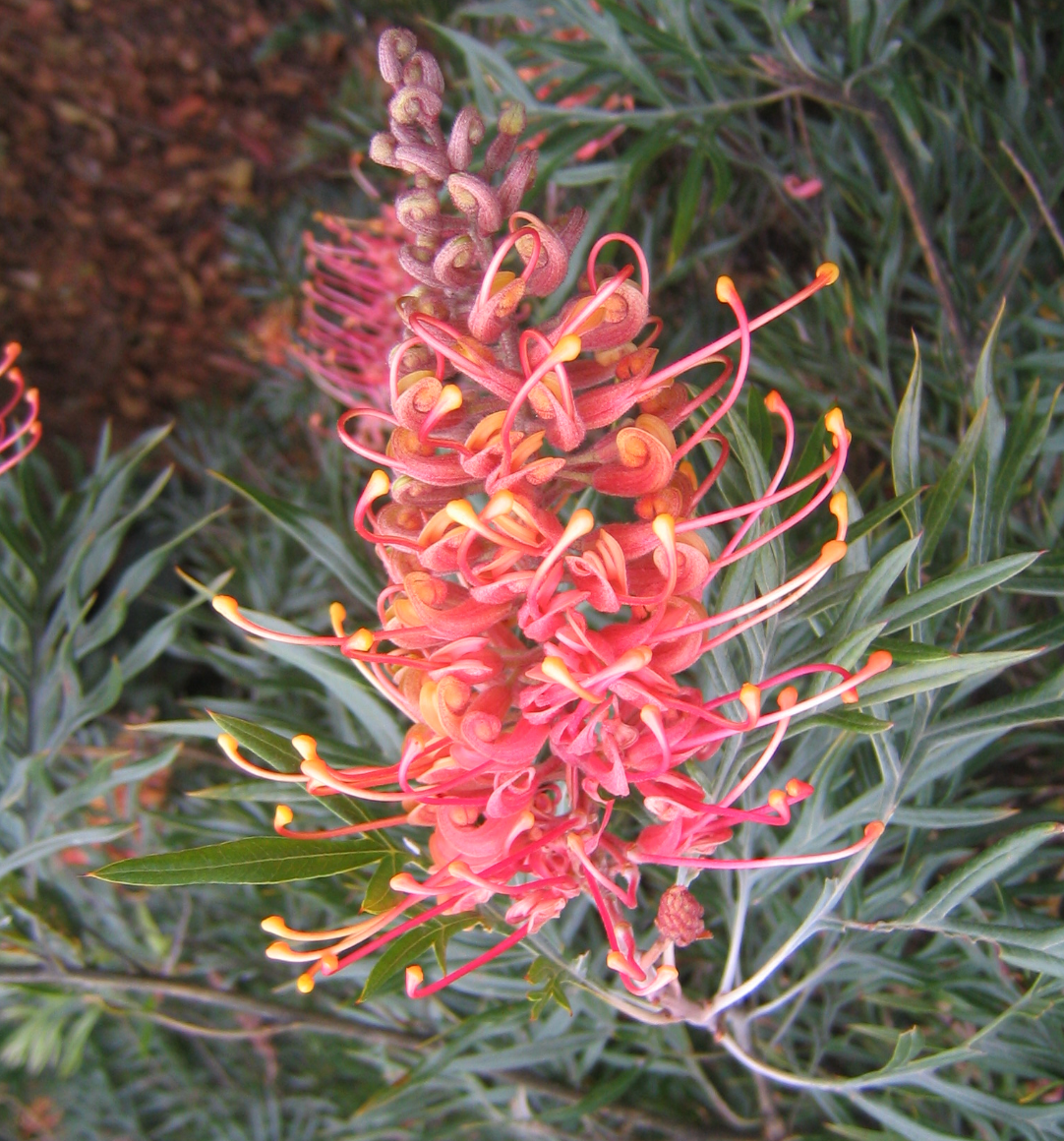 Grevillea 'Superb'