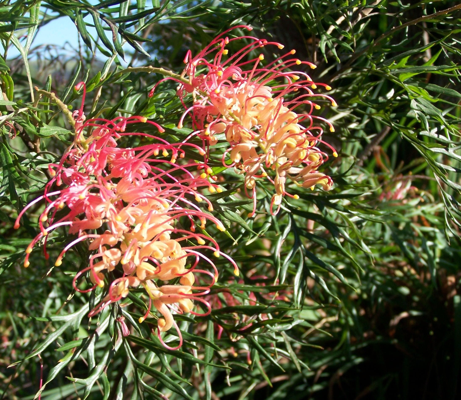 Grevillea 'Superb'