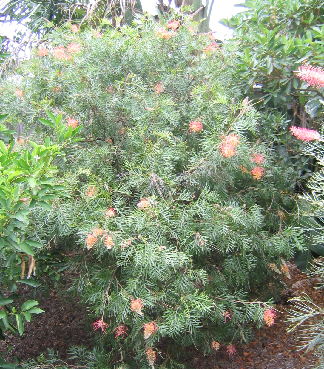 Grevillea 'Superb'