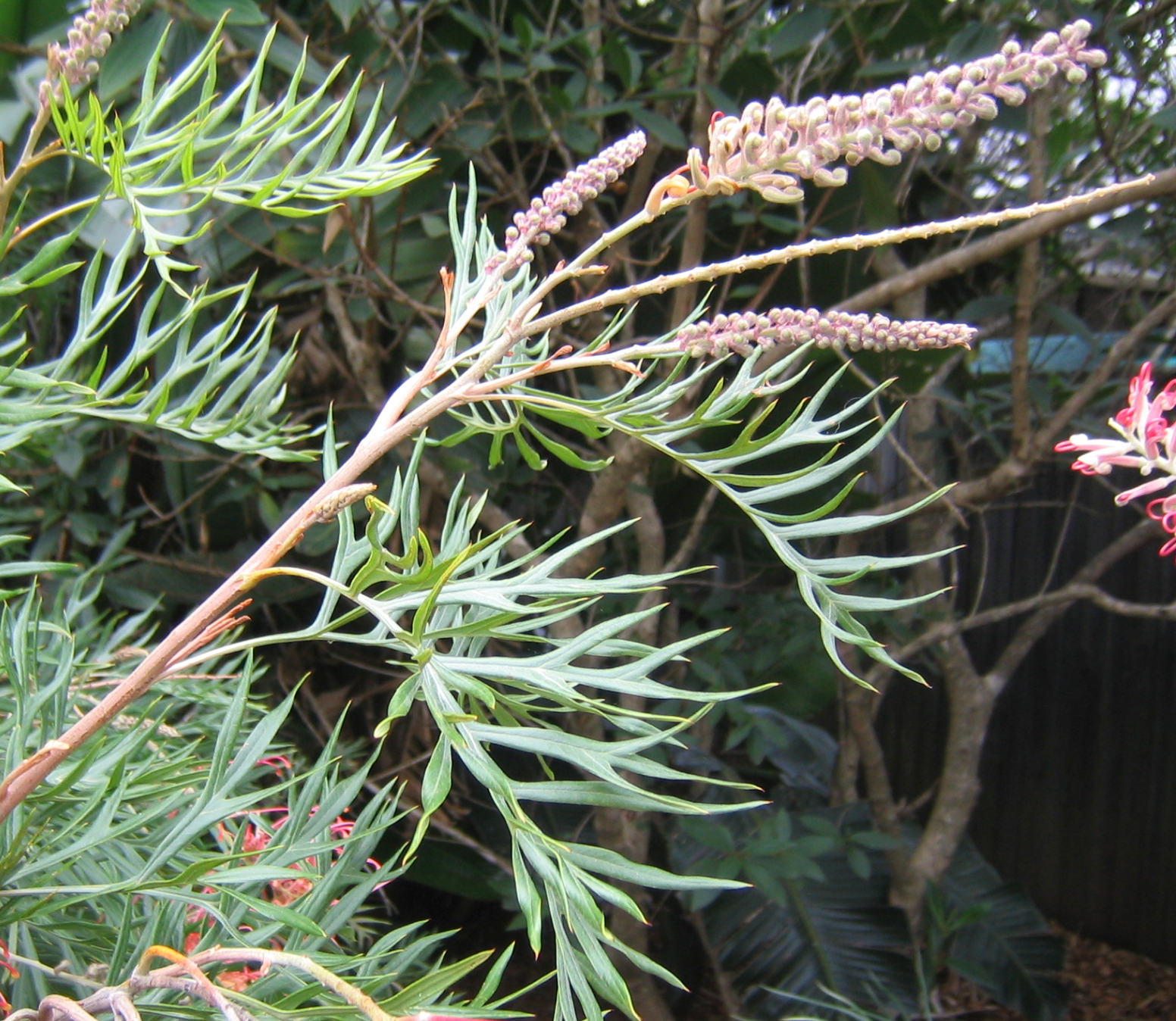 Grevillea 'Superb'