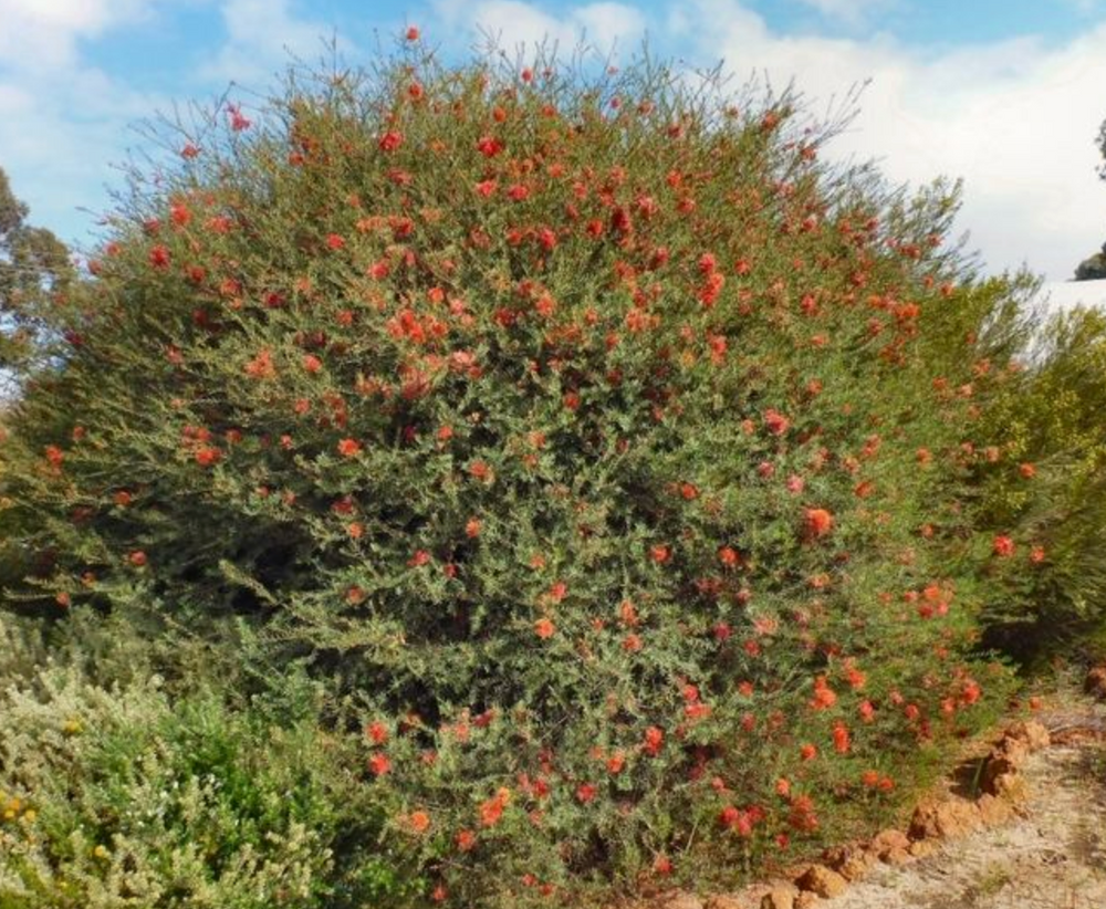 Melaleuca (Callistemon) fulgens subsp. steedmanii