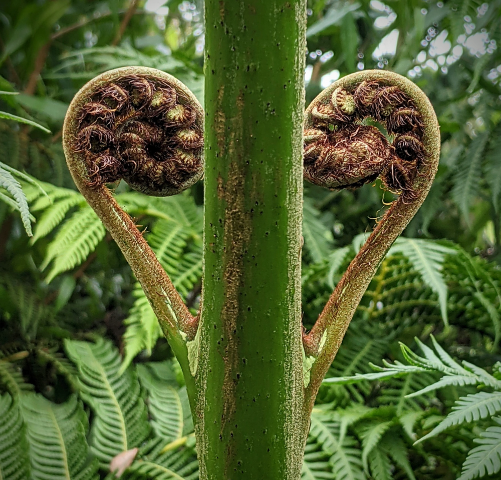 Sphaeropteris (Cyathea) cooperi
