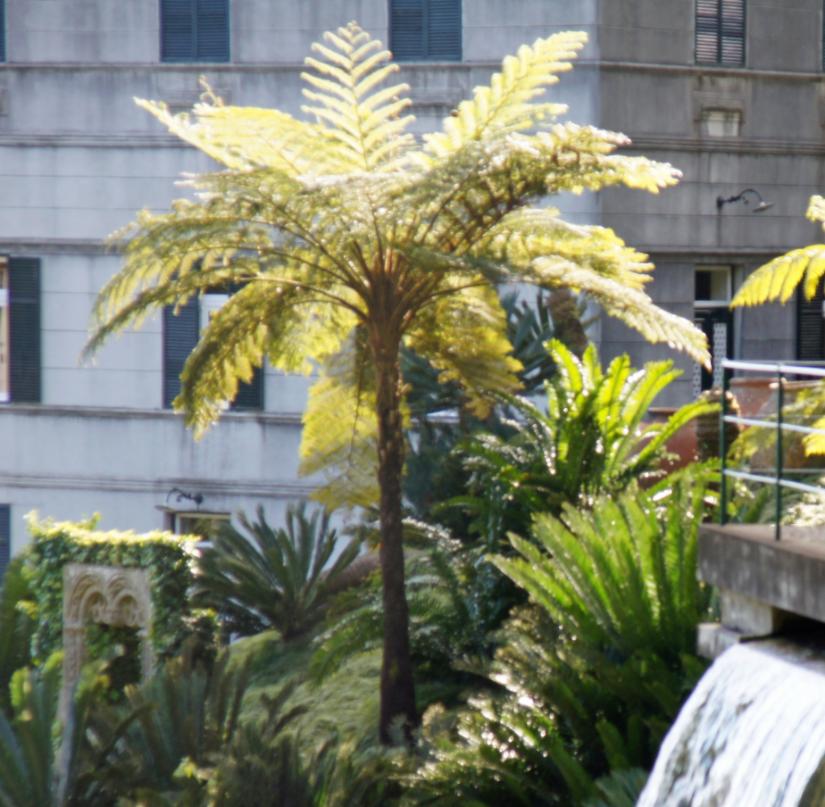 Sphaeropteris (Cyathea) cooperi