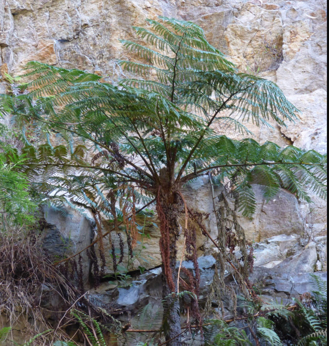 Sphaeropteris (Cyathea) cooperi