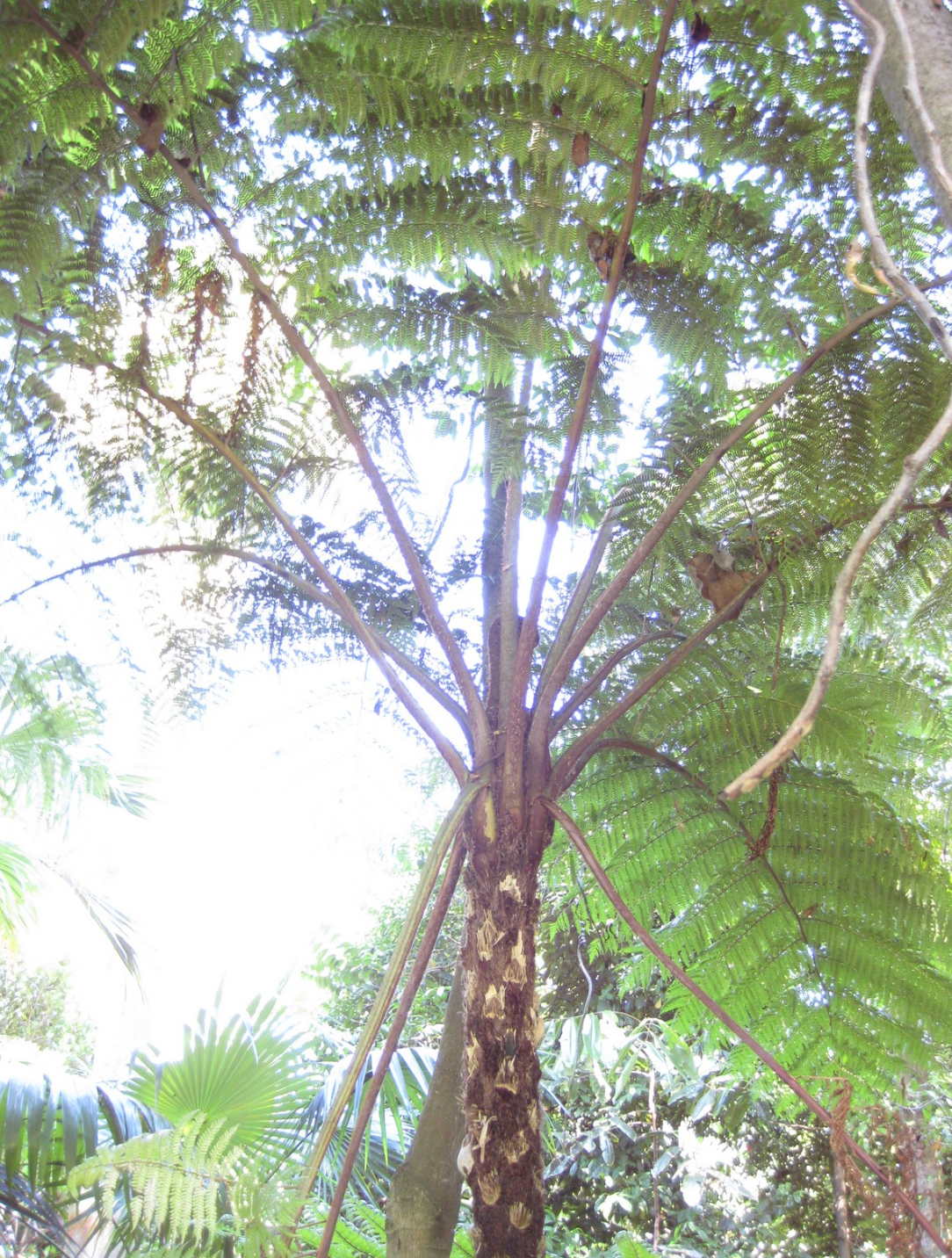 Sphaeropteris (Cyathea) cooperi