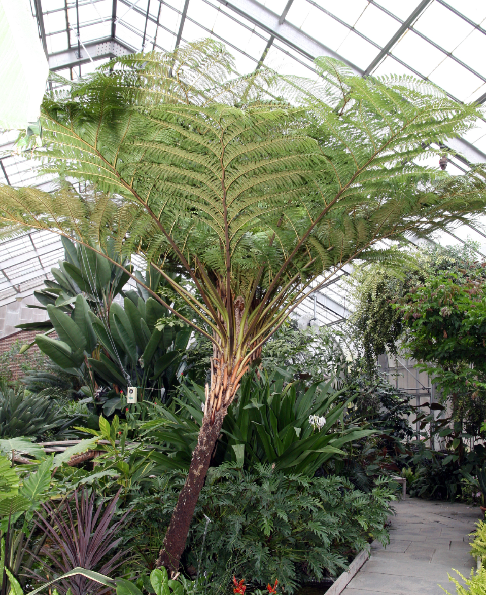 Sphaeropteris (Cyathea) cooperi