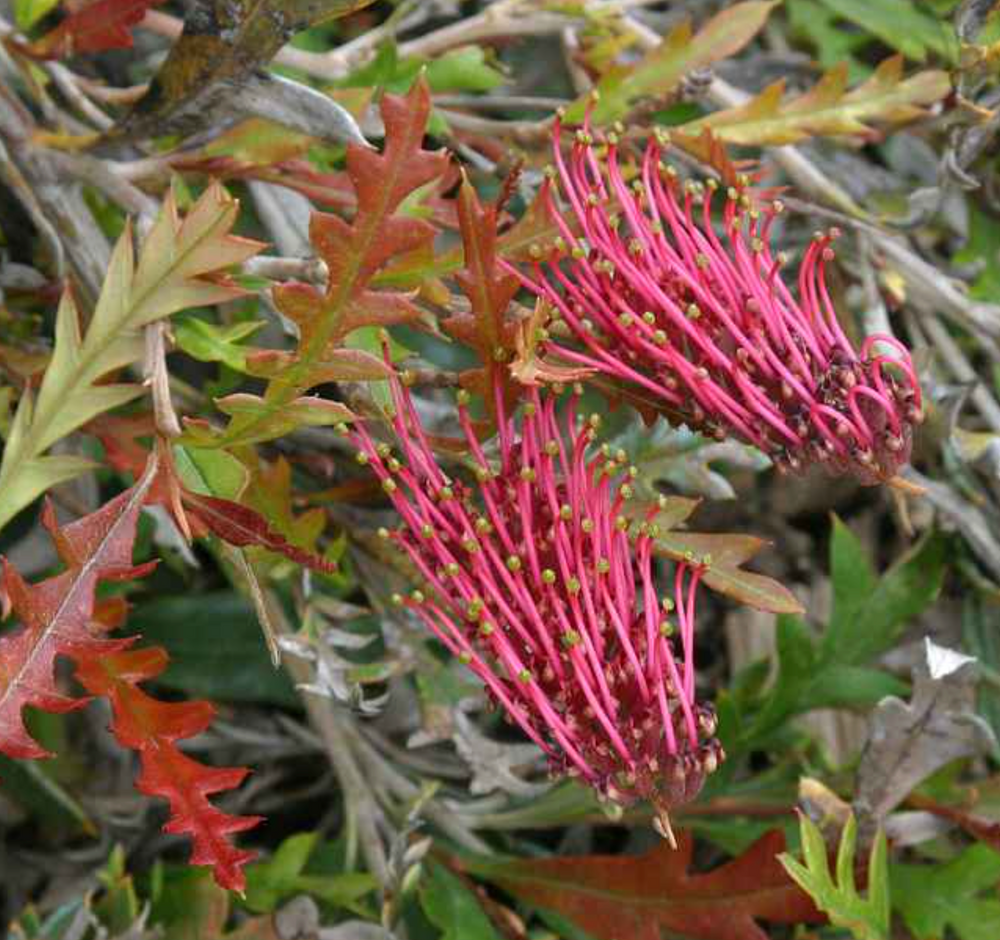 Grevillea 'Austraflora Fanfare'