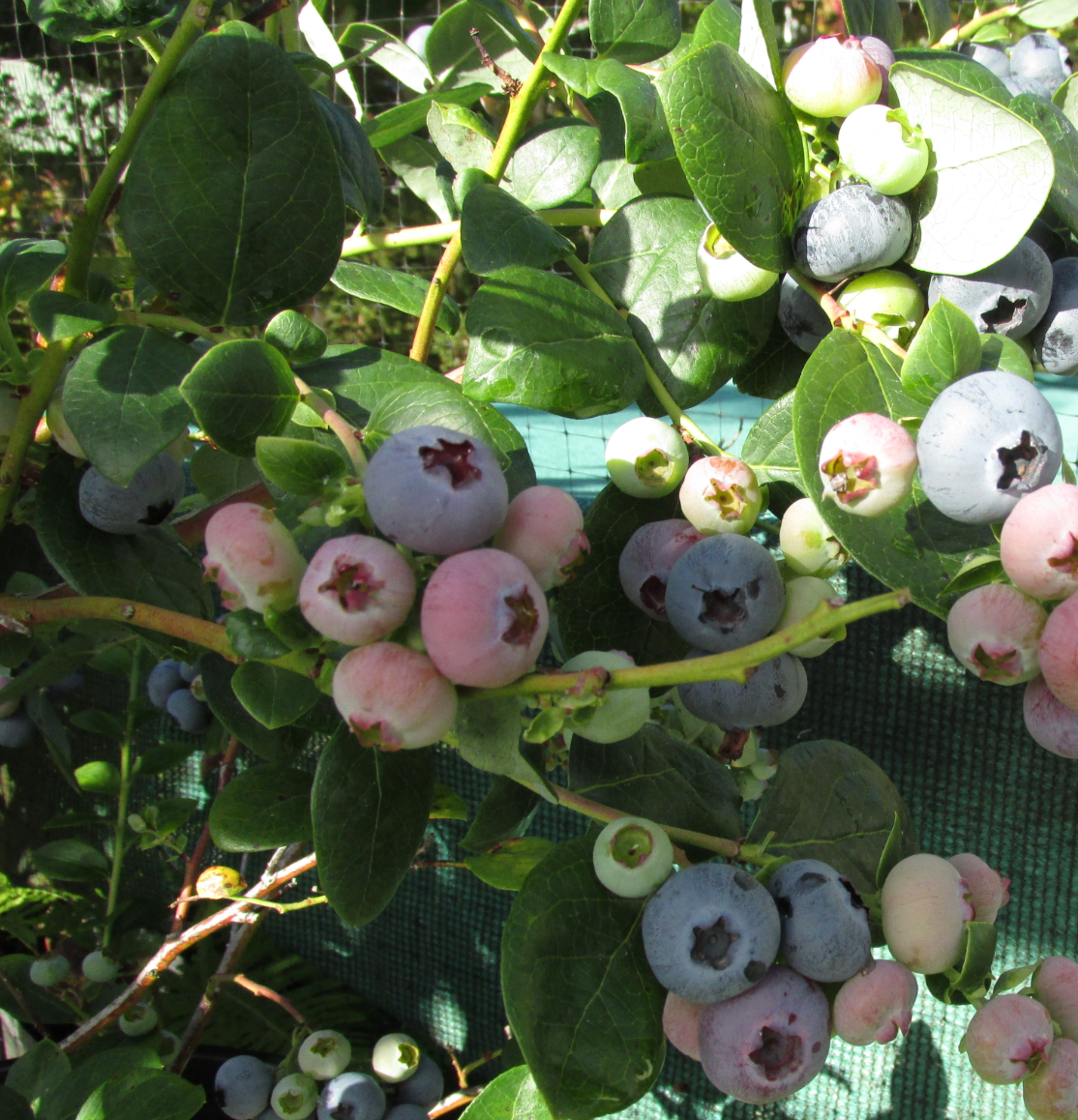 Blueberry 'Emerald'