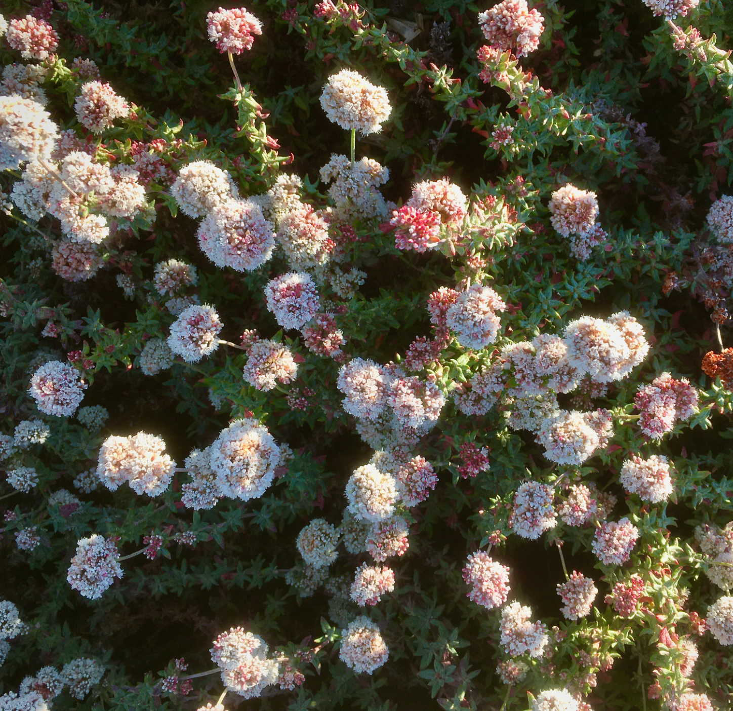 Eriogonum parvifolium