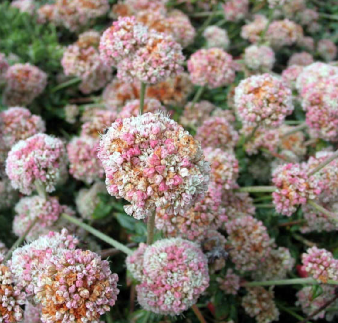 Eriogonum parvifolium