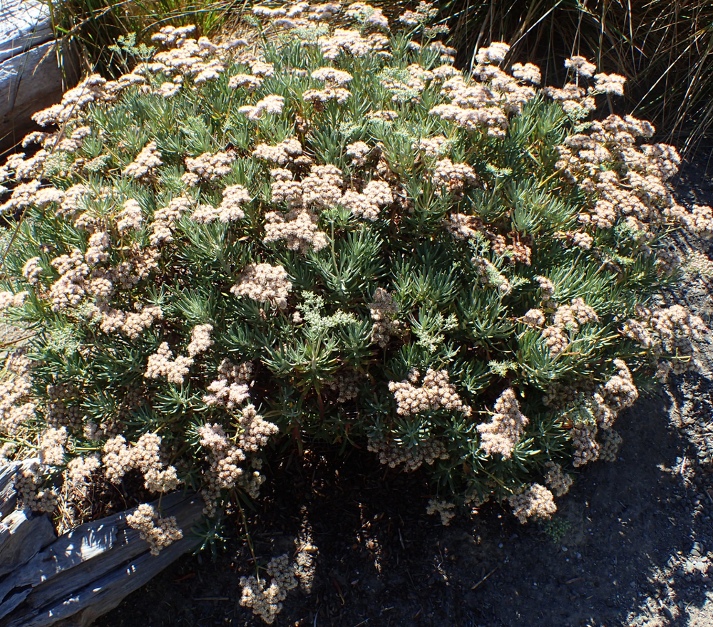 Eriogonum arborescens