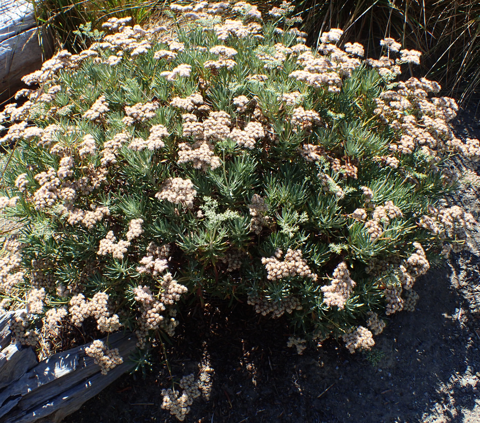 Eriogonum arborescens