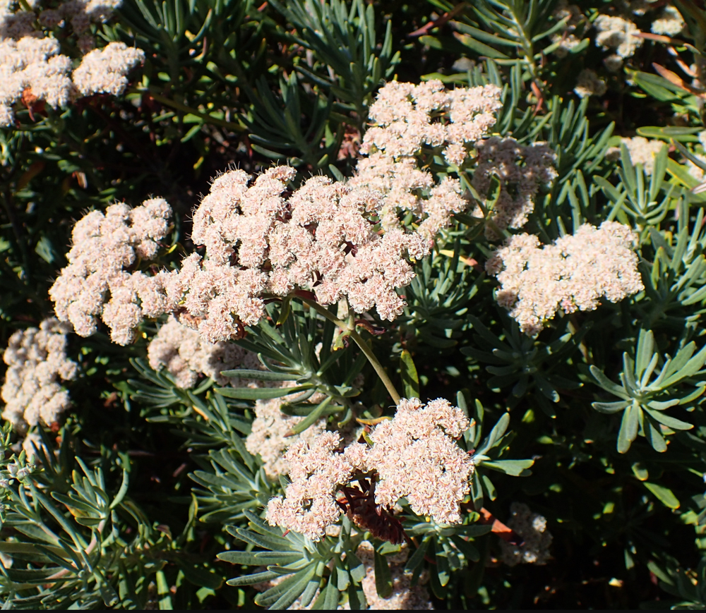 Eriogonum arborescens