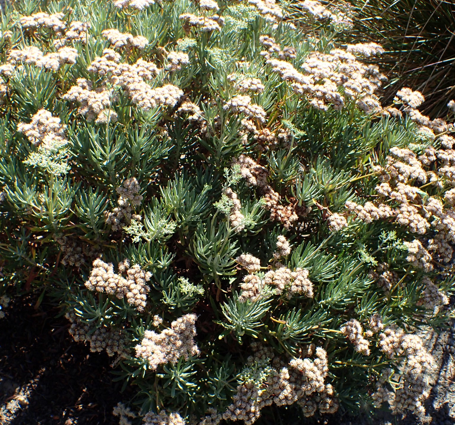 Eriogonum arborescens