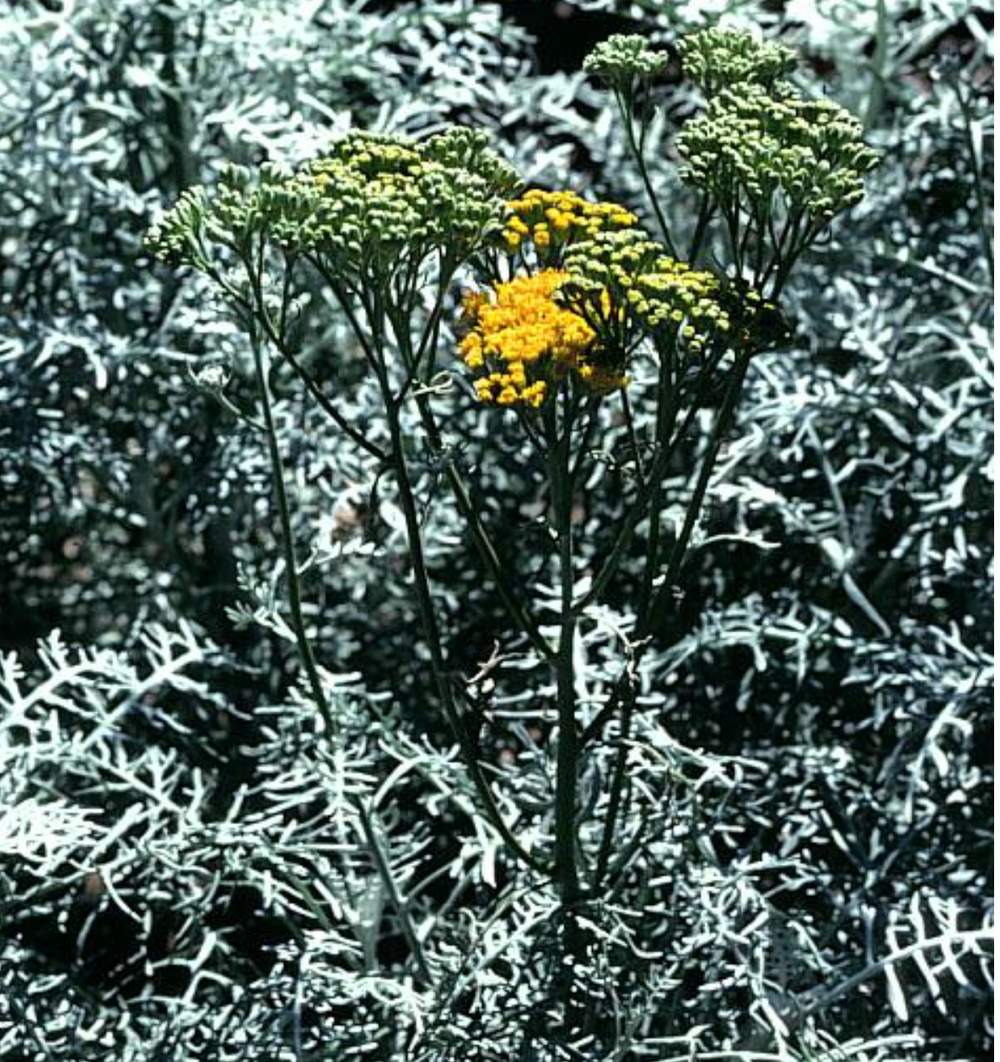 Eriophyllum nevinii 'Canyon Silver'