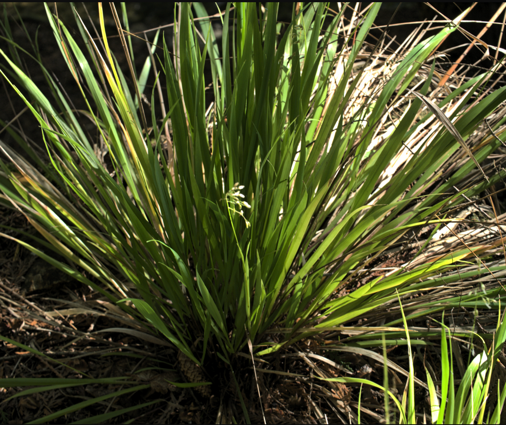 Hierochloe (Anthoxanthum) occidentalis