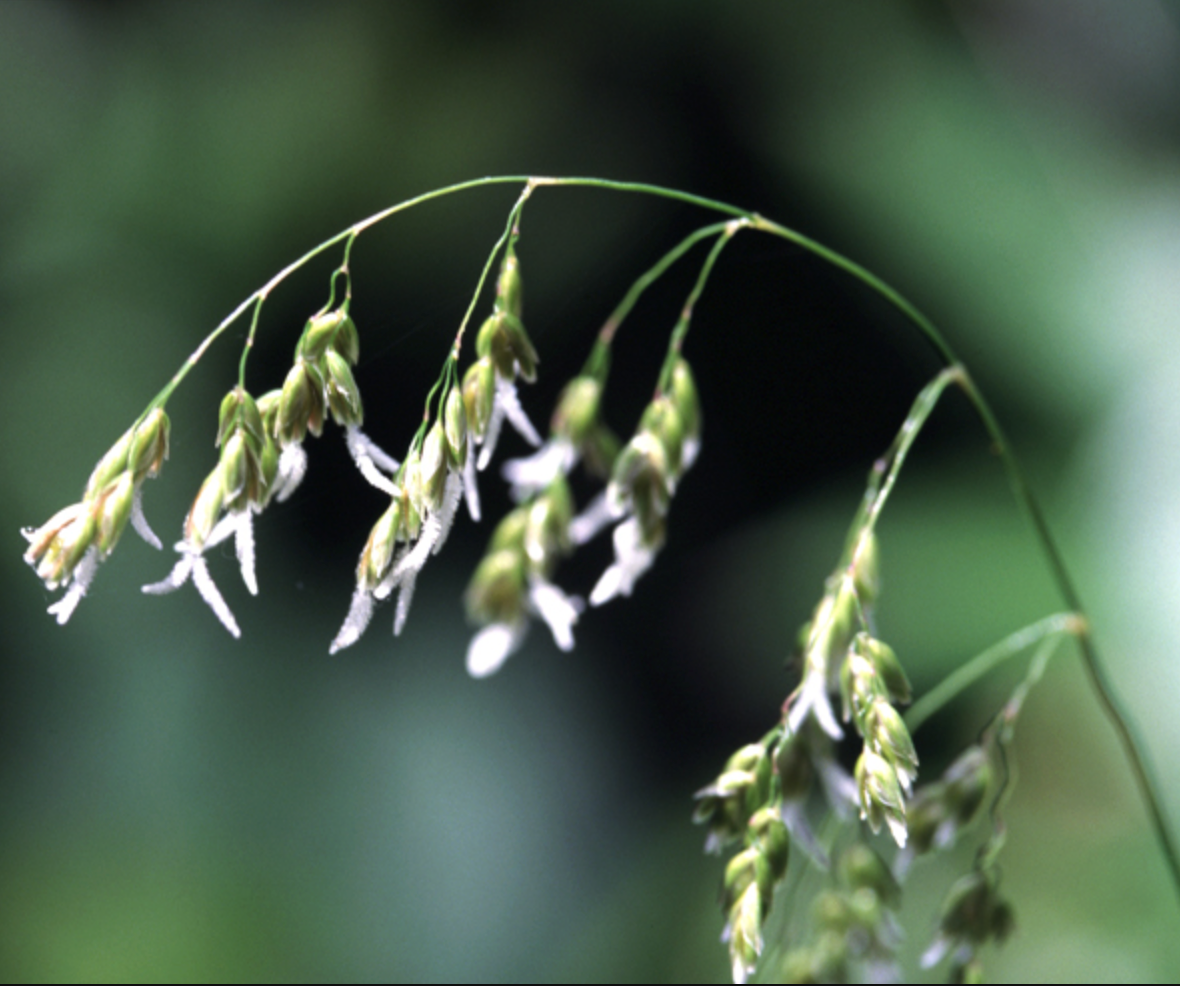 Hierochloe (Anthoxanthum) occidentalis