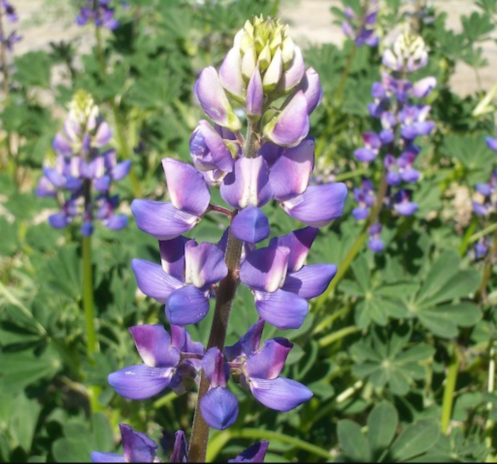 Lupinus succulentus