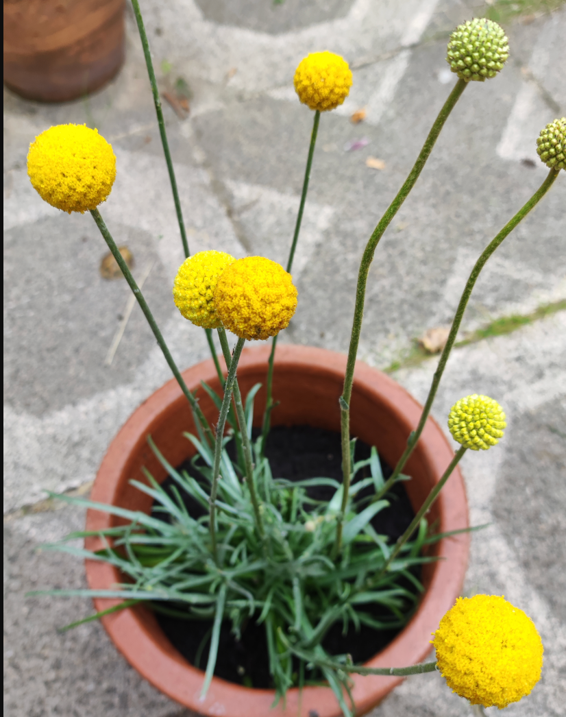 Craspedia globosa