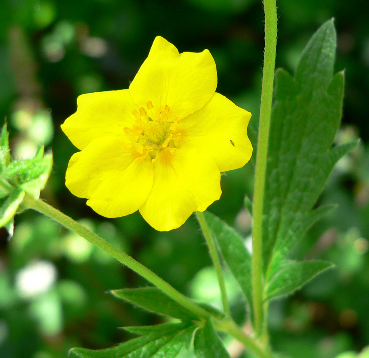 Potentilla gracilis