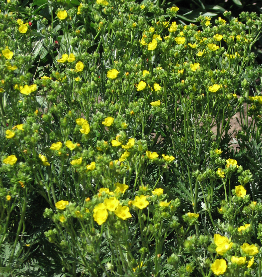 Potentilla gracilis