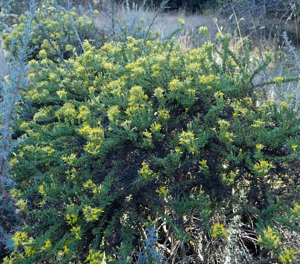 Ericameria ericoides
