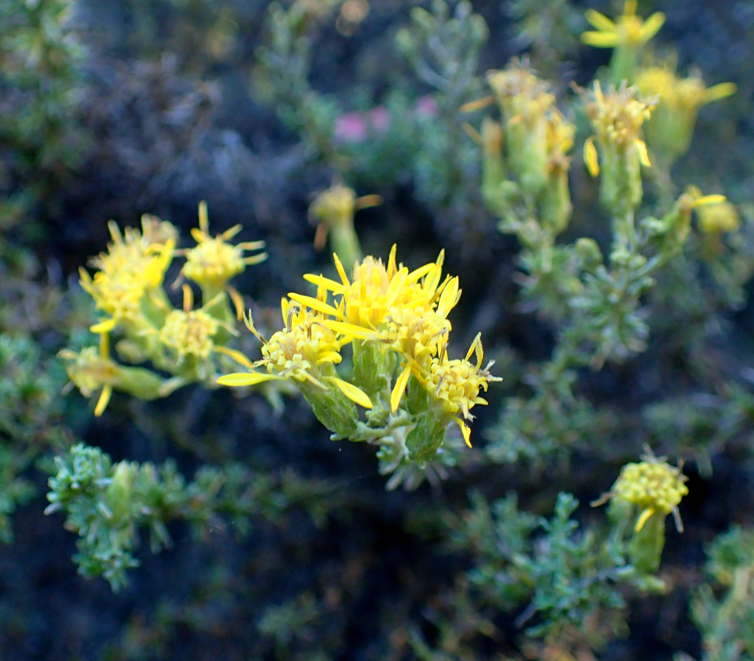 Ericameria ericoides