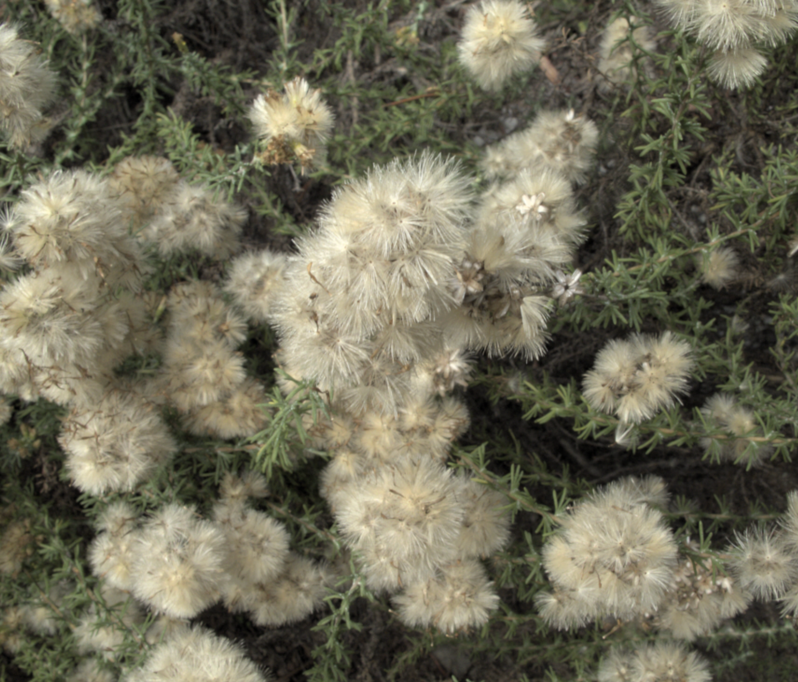 Ericameria ericoides