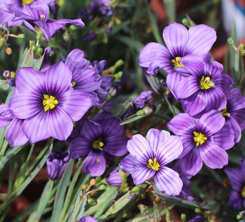 Sisyrinchium bellum 'Dwarf'