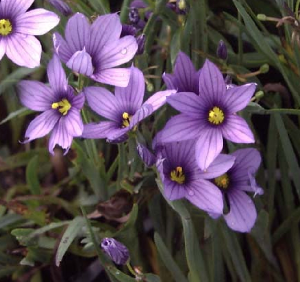 Sisyrinchium bellum 'San Bruno Mtn'