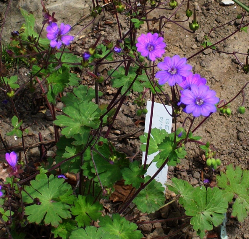 Geranium pyrenaicum 'Bill Wallis'