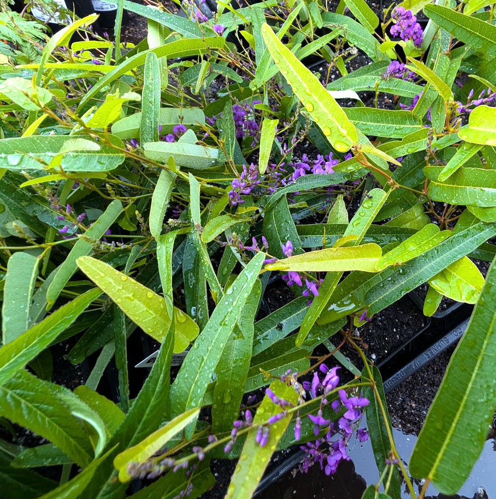 Hardenbergia violacea 'Meema'