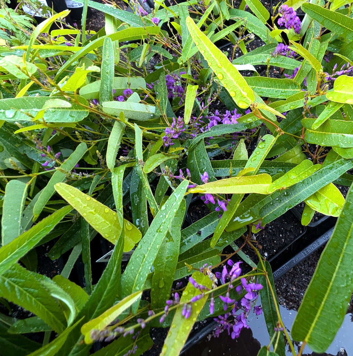 Hardenbergia violacea 'Meema'