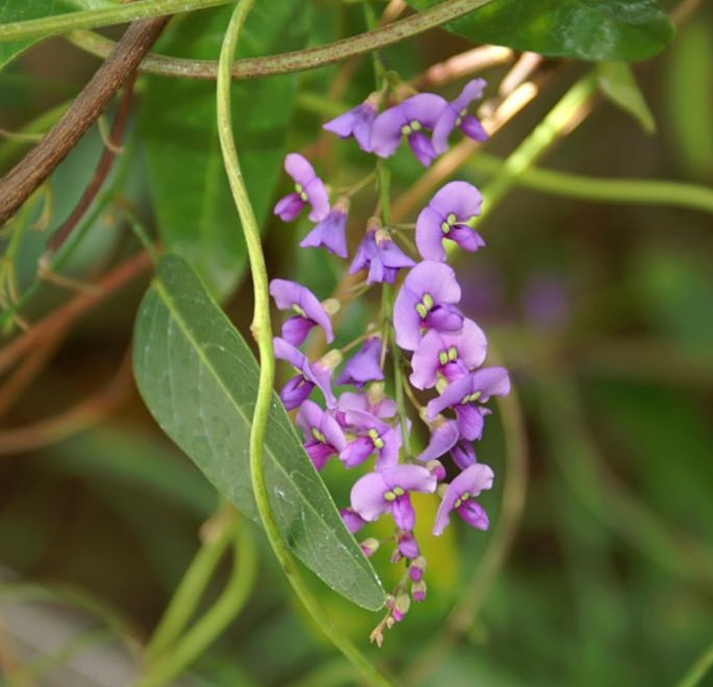 Hardenbergia violacea 'Happy Wanderer'