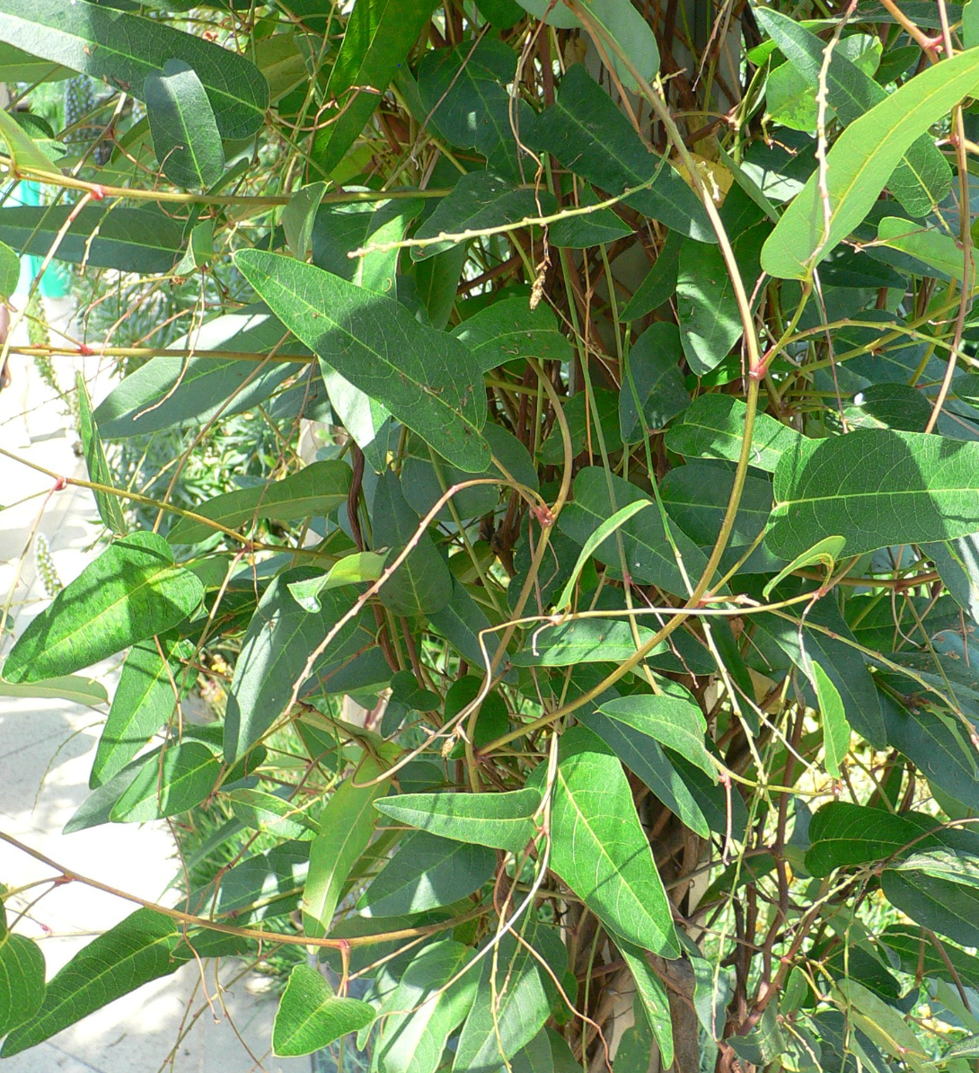 Hardenbergia violacea 'Happy Wanderer'