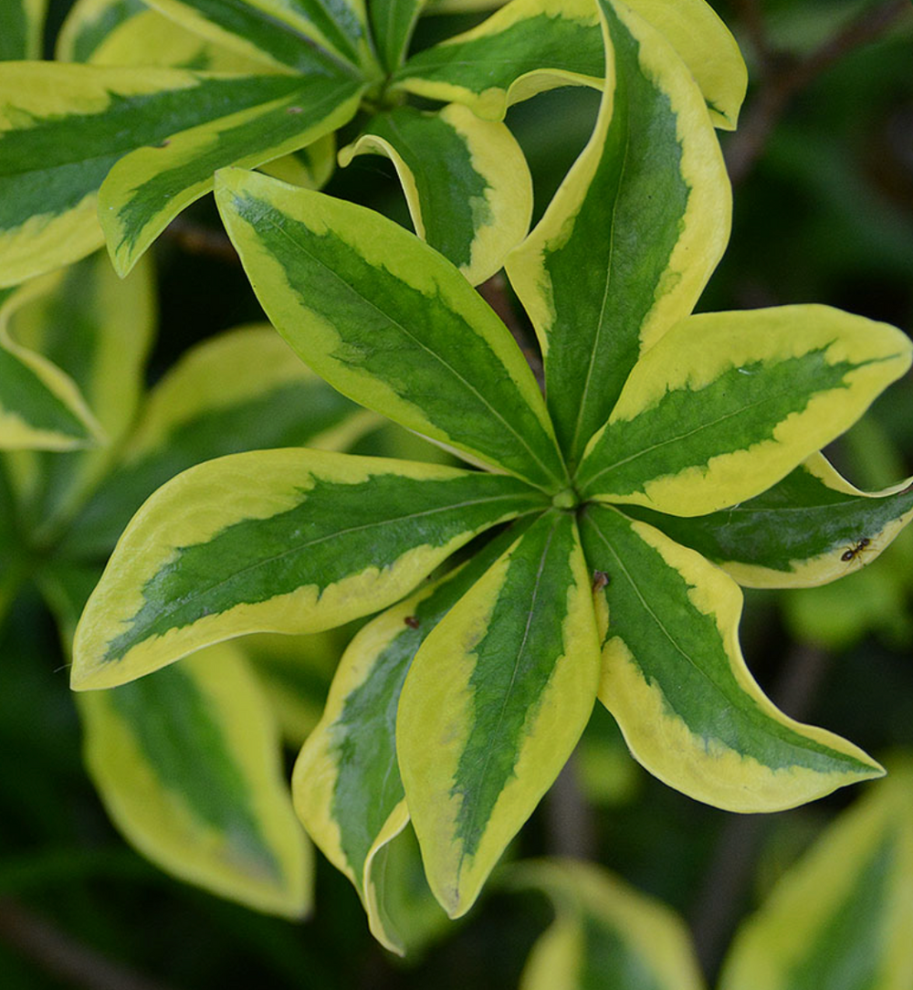 Daphne odora 'Maejima'