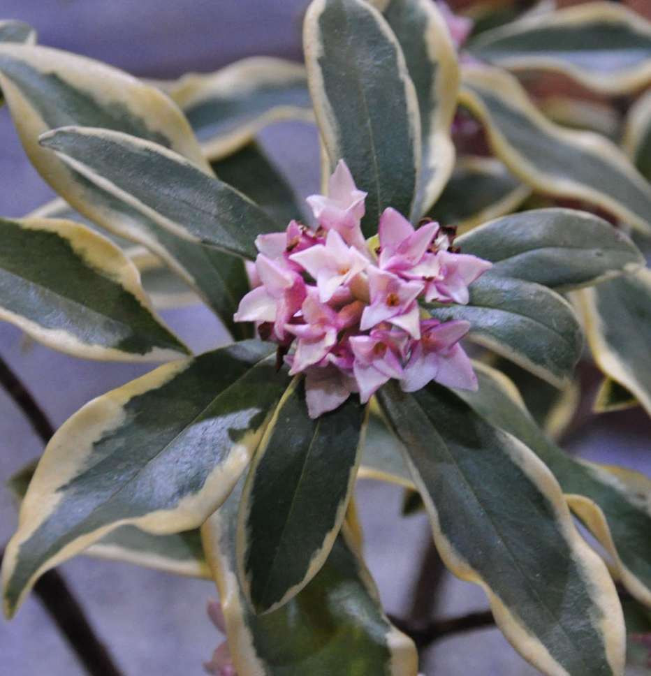 Daphne odora 'Aureomarginata' ('Marginata')