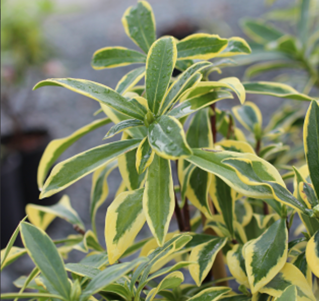 Daphne odora 'Marianni'™