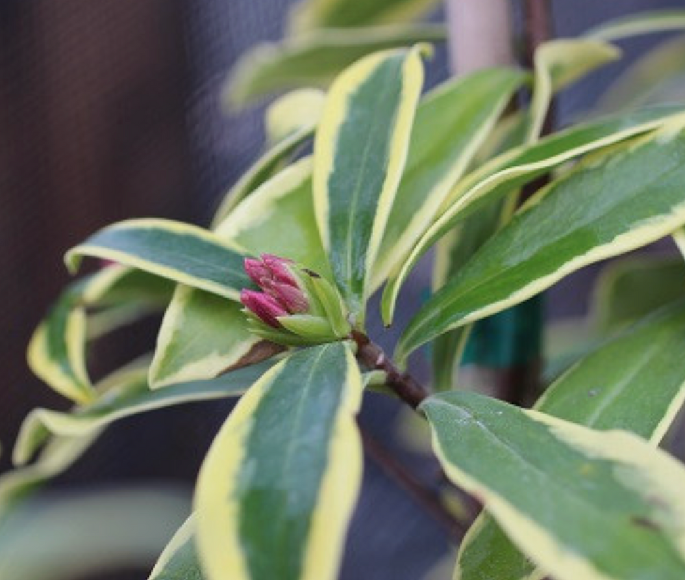 Daphne odora 'Marianni'™