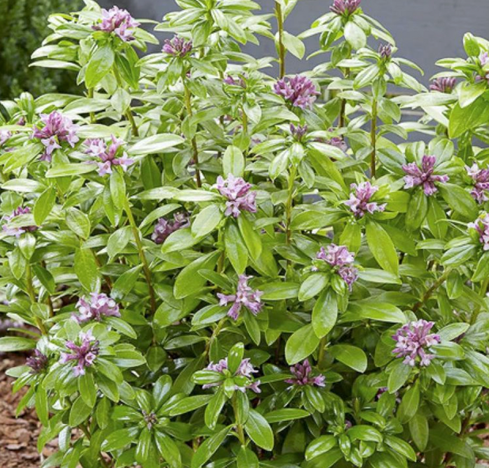 Daphne odora 'Sweet Amethyst'
