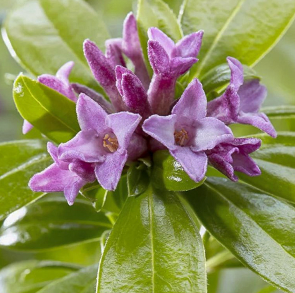 Daphne odora 'Sweet Amethyst'