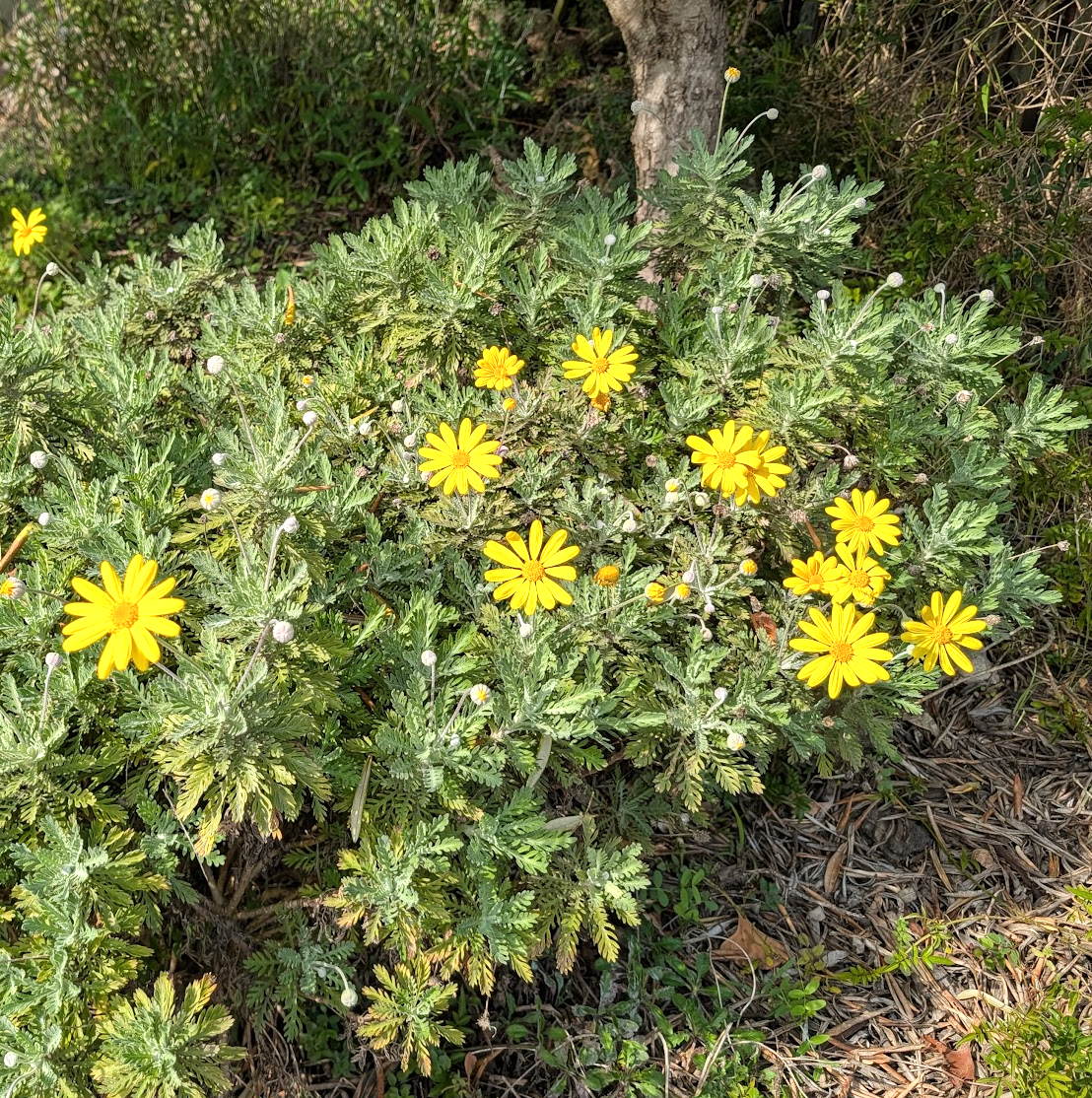 Euryops pectinatus