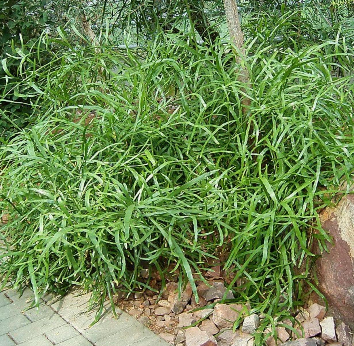 Muehlenbeckia platyclada (Homalocladium platycladum)