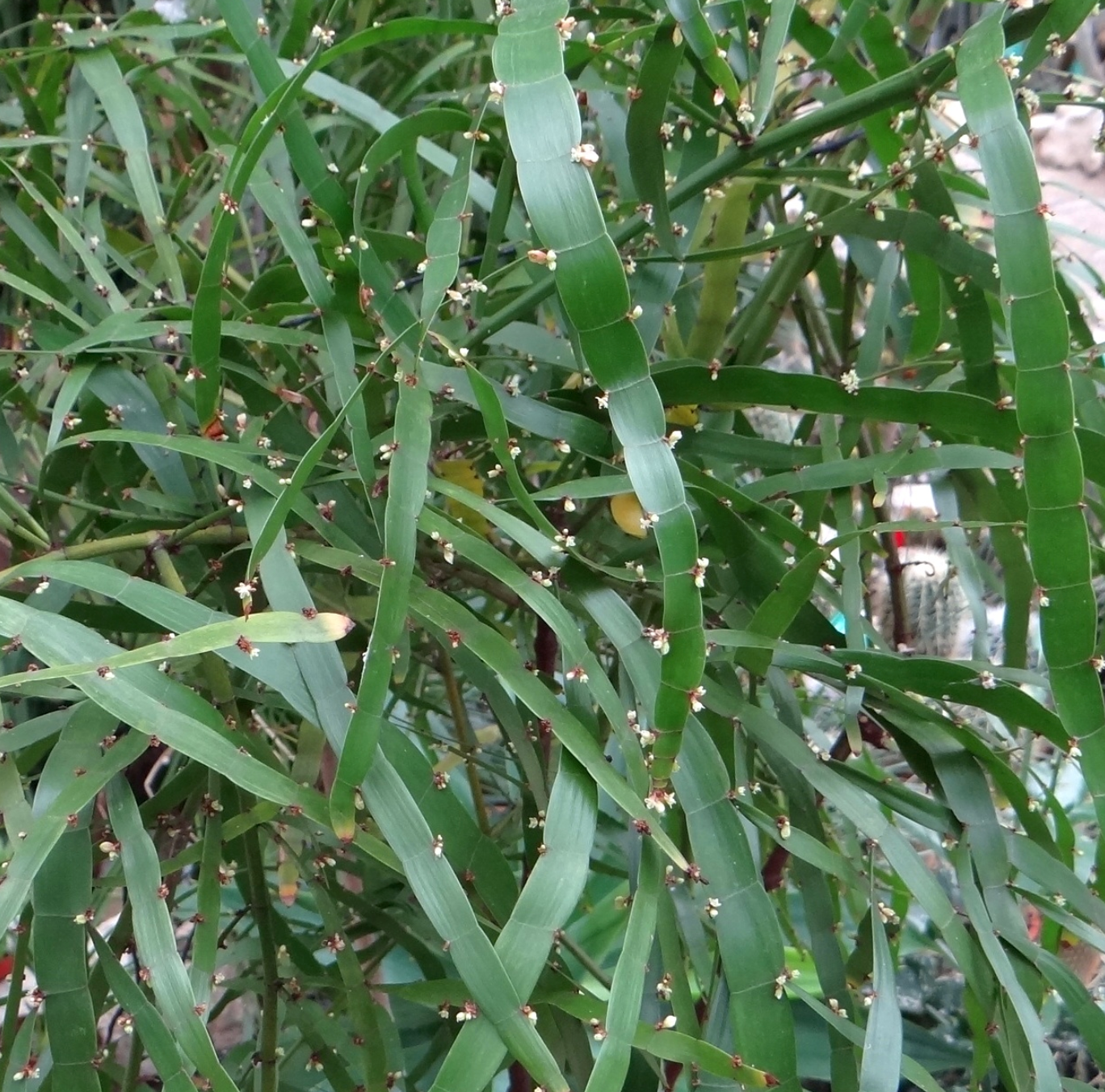Muehlenbeckia platyclada (Homalocladium platycladum)