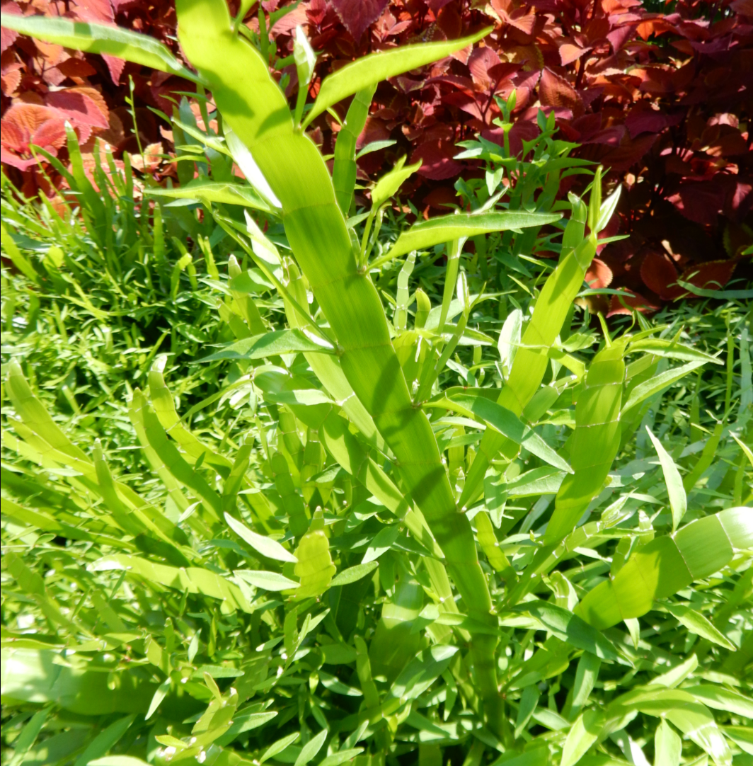 Muehlenbeckia platyclada (Homalocladium platycladum)